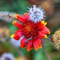 У дома моего... :: Николай Саржанов