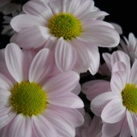 Цветы :: Victoria 