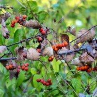 Да, друзья, уже осень... :: Юрий Яловенко