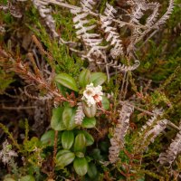 Цветок брусники в июне... :: Николай Гирш