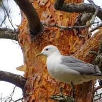 Чайка :: анна корнишина 