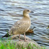 Чайка серебристая :: Сергей Беляев