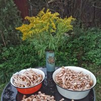 Привет, мирская суета! :: veilins veilins