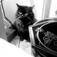 Сижу, никого не трогаю, распускаю носочки... :: Maria Rainer