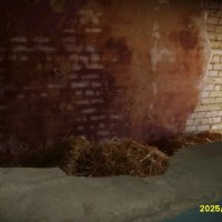 красные стены :: fogmeadowww m