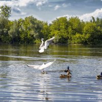 р. Нарев :: Светлана Ищенко