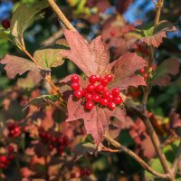 Осень :: Владимир Колесников