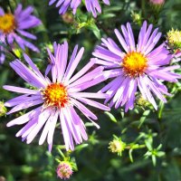 осенние :: Наталья 