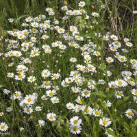 Красота :: Светлана Ищенко