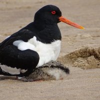 Кулик-сорока :: анна корнишина 