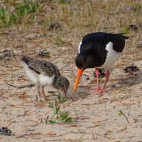 Кулик с малышом . :: анна корнишина