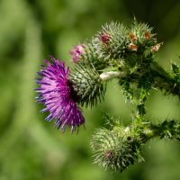 Колючечка... :: Николай Гирш