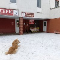 ждут мясо :: Владимир ждут мясо :: Владимир