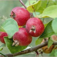 Яблоки... :: Aquarius - Сергей Яблоки... :: Aquarius - Сергей