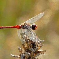 из вчерашней съёмки 3 :: Александр Прокудин