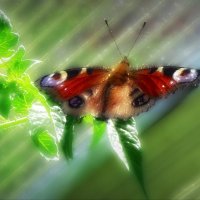 Павлиний глаз ... :: Владимир Шошин Павлиний глаз ... :: Владимир Шошин