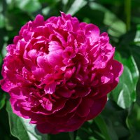 *** :: Виктор Иванович Чернюк