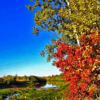 Калина красная над протокой!.. :: Владимир 