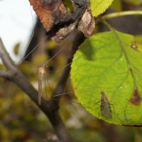 встреча... :: Андрей Катков