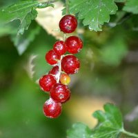 Незнакомка в лесу :: Татьяна Лютаева