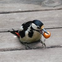 Самка БПД с орехом :: Лина 