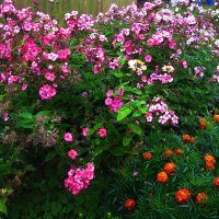 В саду :: Людмила Смородинская В саду :: Людмила Смородинская