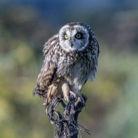 сова болотная :: юрий макаров