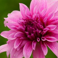 Доброе утро :: Юрий. Шмаков