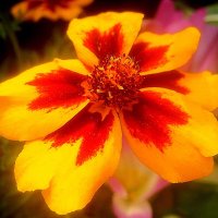 Солнечный :: Елена Семигина