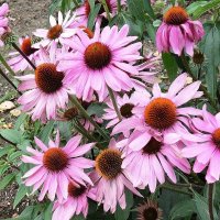 Эхинацея пурпурная :: Рита Симонова