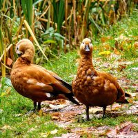 Местные огари,,, :: Анатолий Колосов