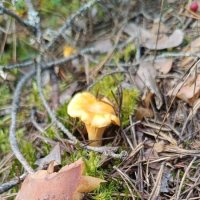 Лисичка :: BoxerMak Mak