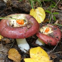 Осенние грибные мотивы... :: Андрей Заломленков