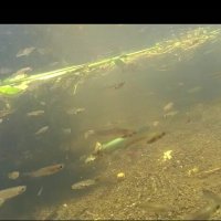 113 (88) :: CLOSE WAYS ALL