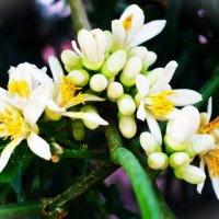 Пышное цветение Цитрона в теплице ботанического сада. :: Aida10 Пышное цветение Цитрона в теплице ботанического сада. :: Aida10