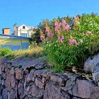 Из прогулок по улочкам Выборга. :: Лия ☼