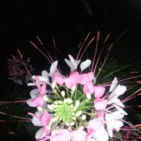 Клеоме :: Ирэн 