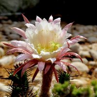 Колючая красота :: Аркадий Басович