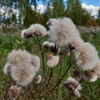 Вот и осень :: Галина Минчук