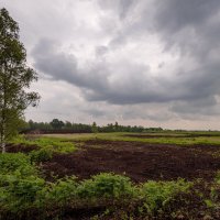 На болоте... :: Николай Гирш