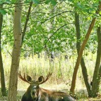 Встреча с рогатыми.... :: Vladimir Semenchukov Встреча с рогатыми.... :: Vladimir Semenchukov