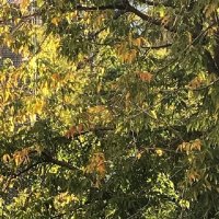 Осень солнечная... :: Татьяна Юрасова