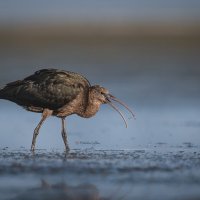 Изволят кушать. :: Светлана Ивановна Медведева