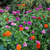 На осенней клумбе :: Юрий Яловенко