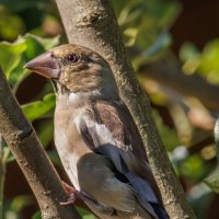 Дубонос :: Sergey38 