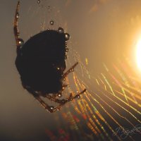 *** :: Елена Kазак (selena1965)