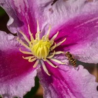 Журчалка  и клематис... :: Николай Гирш