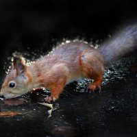 Утром 11 сентября. ЦПКиО :: Михаил Бибичков