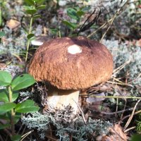 Боровичок) :: Татьяна Боровичок) :: Татьяна