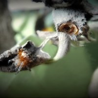 Под присмотром... :: Владимир Шошин